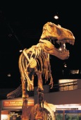 Tyrannosaurus Rex Display, Royal Tyrrell Museum of Palaeontology, Drumheller - Photo Credit: Travel Alberta