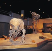 Dinosaur Display, Royal Tyrrell Museum of Palaeontology, Drumheller - Photo Credit: Travel Alberta