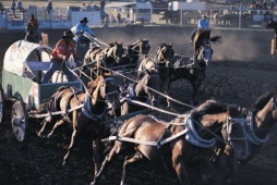 Chuckwagon Racing, Vermillion - Photo Credit: Travel Alberta