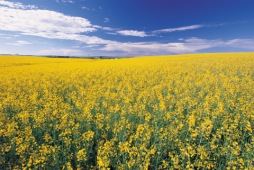 Canola Field, near Red Deer - Photo Credit: Travel Alberta